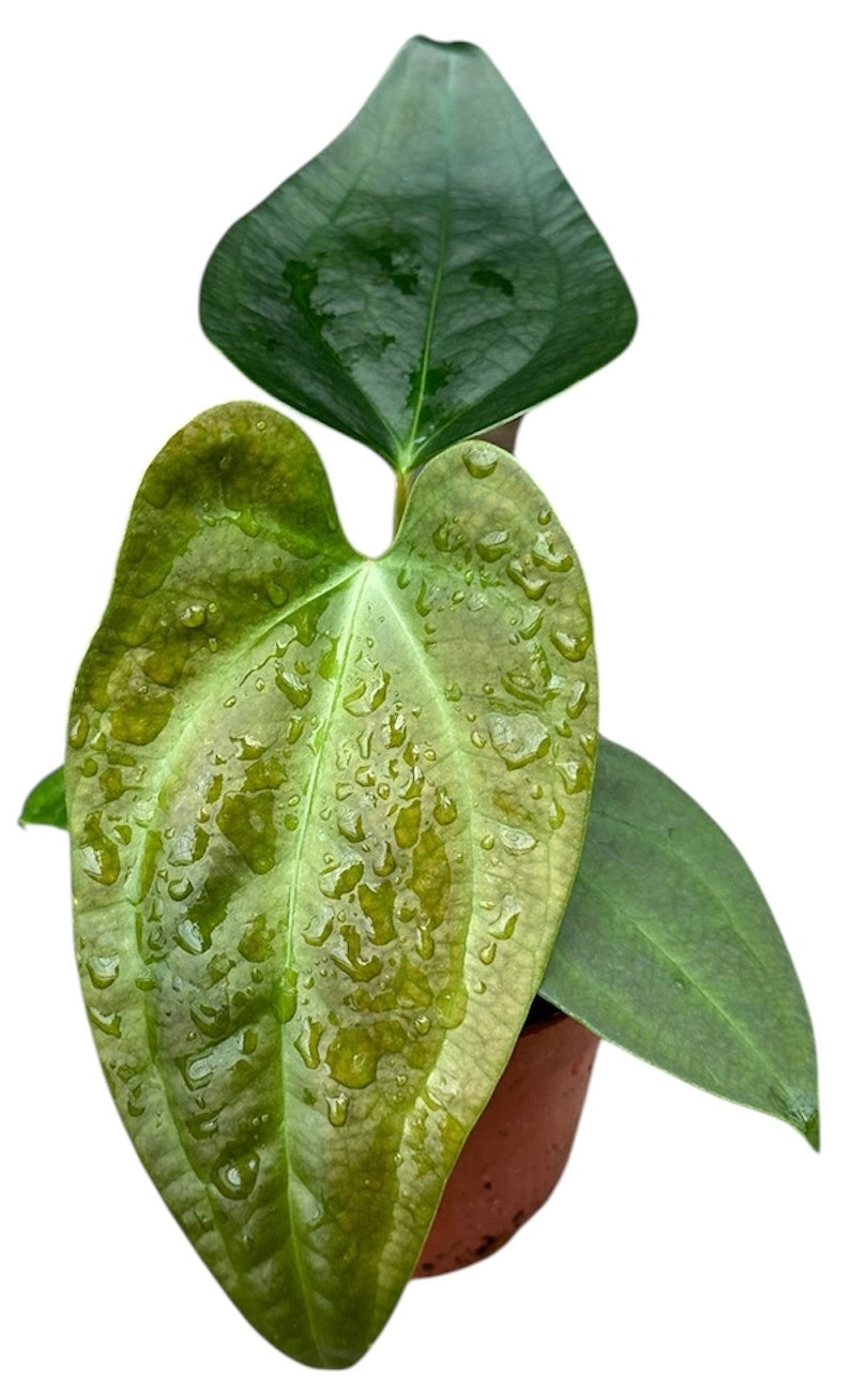 Anthurium Napo