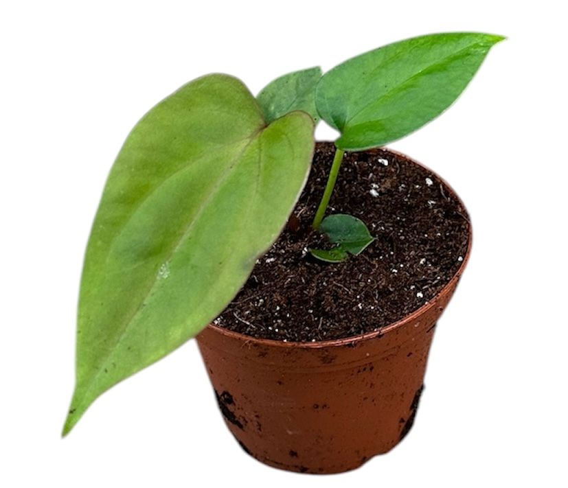 Anthurium Nigrolaminum GiGi x Papillilaminum
