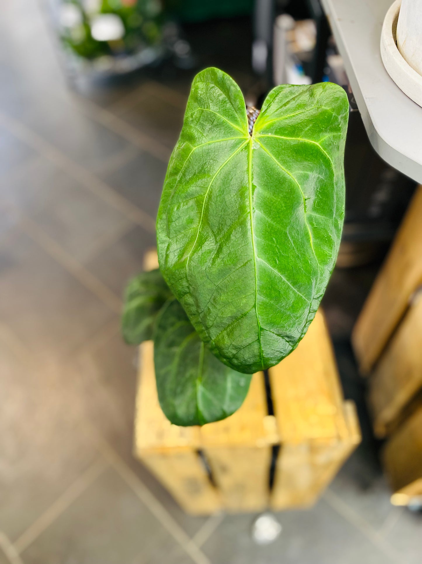 Anthurium NoID