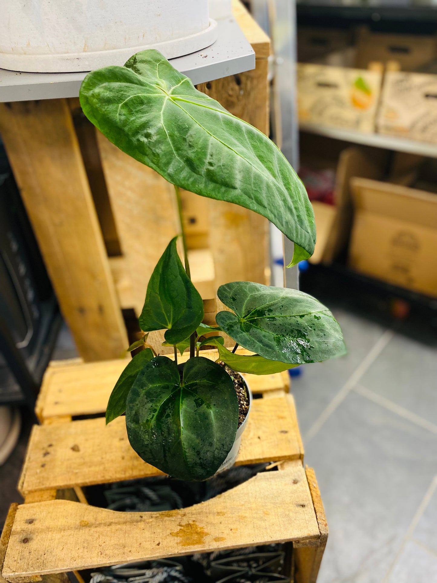 Anthurium NoID