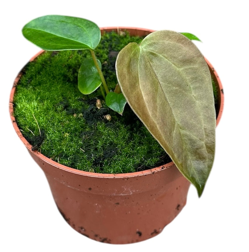 Anthurium Queen Of Hearts