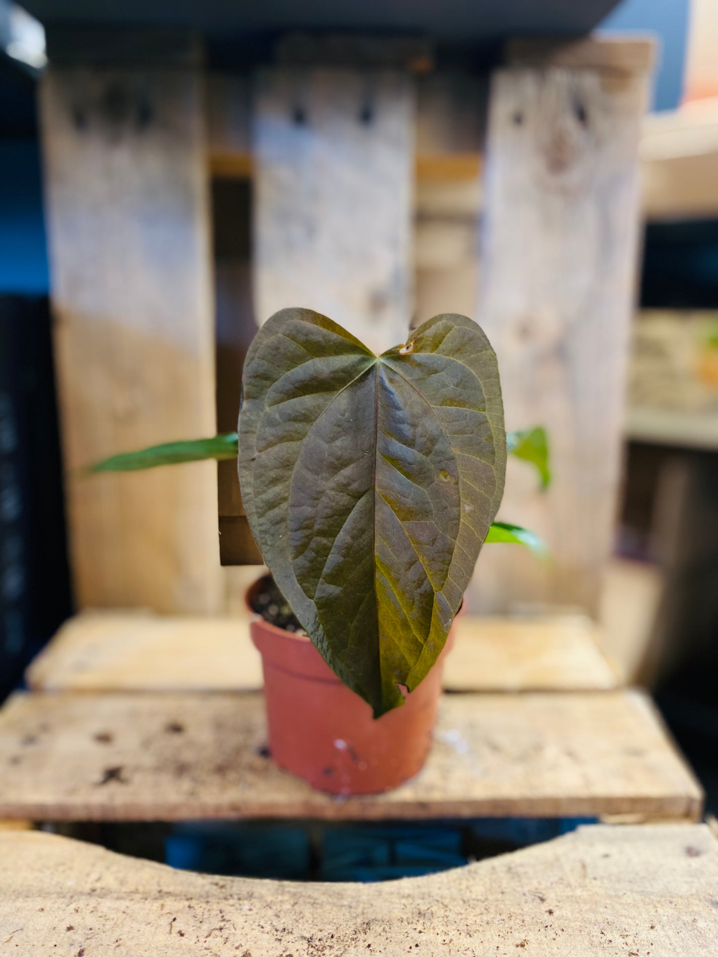 Anthurium Queen of Hearts - 10,5 cm potte