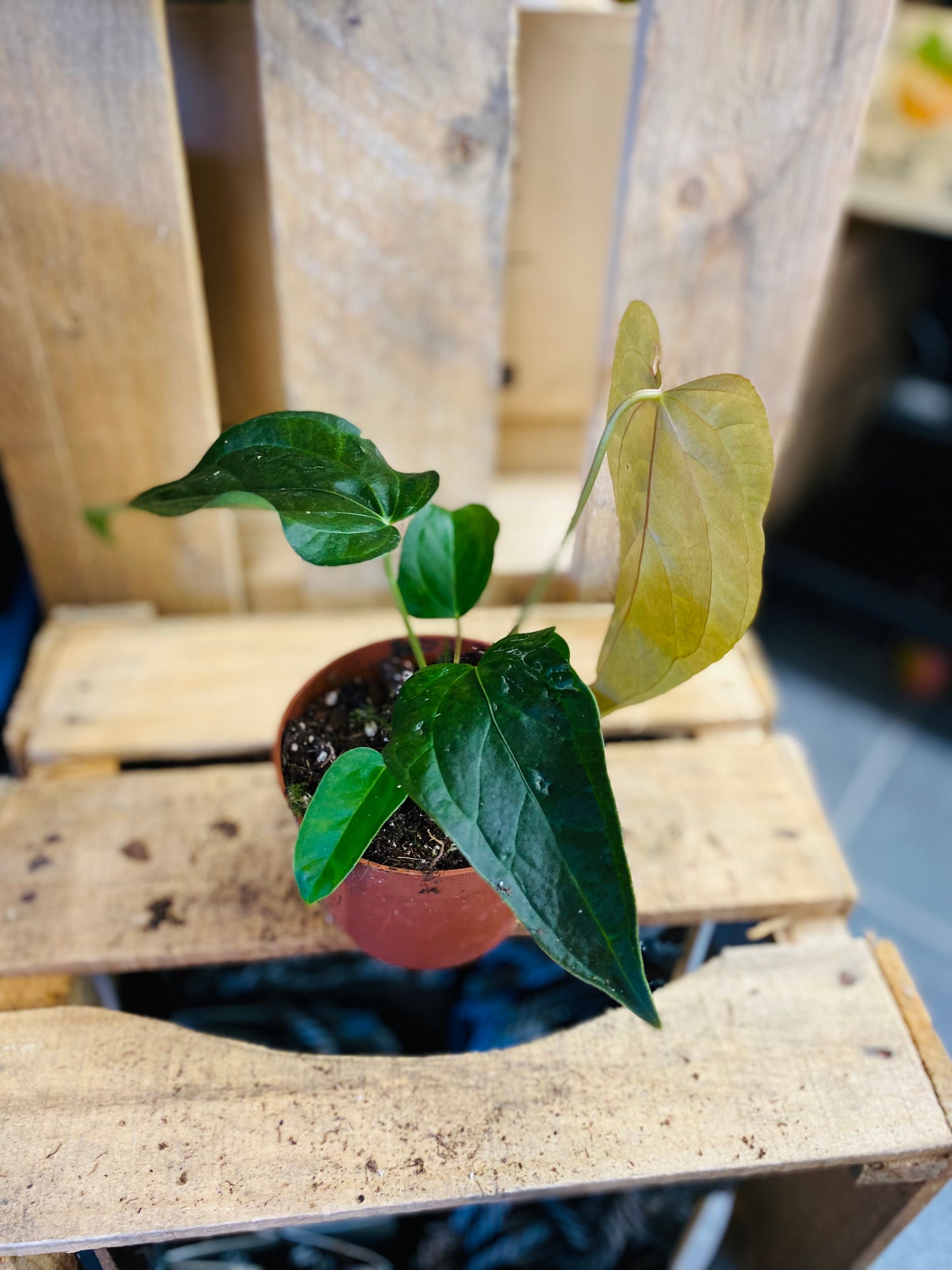 Anthurium Queen of Hearts - 10,5 cm potte