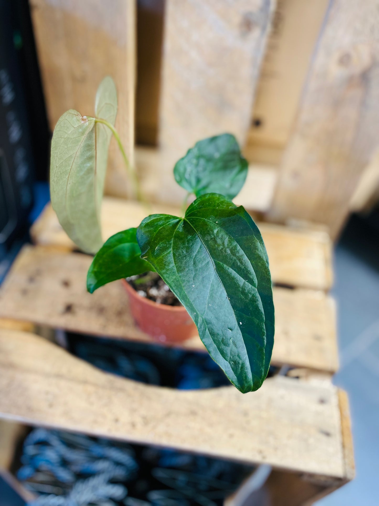 Anthurium Queen of Hearts - 10,5 cm potte