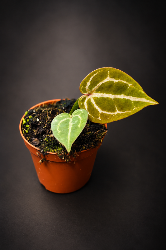 Anthurium Red Crystallinum
