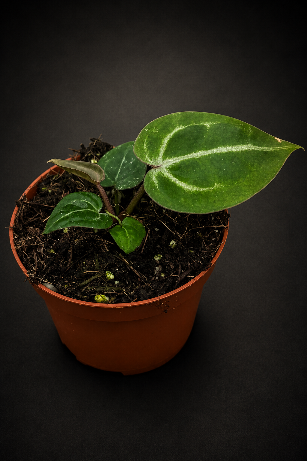 Anthurium Red Crystallinum
