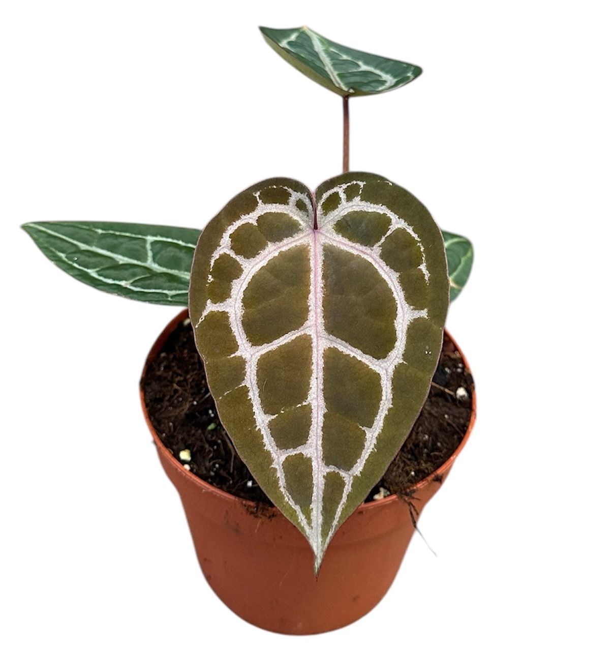 Anthurium Red Crystallinum Nse X Tezula