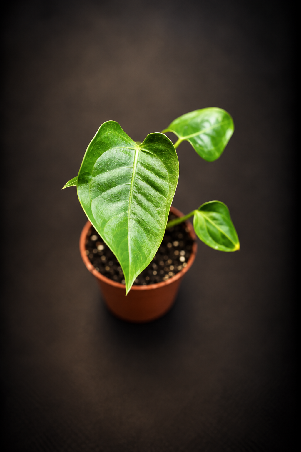 Anthurium Veitchii