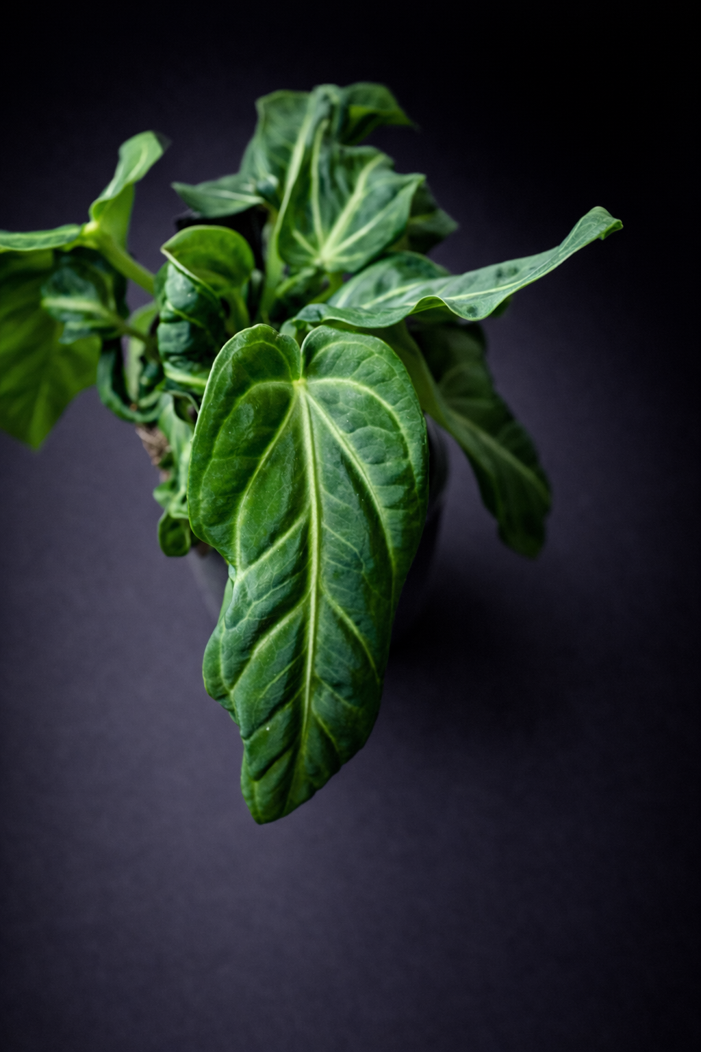 Anthurium Villenaorum