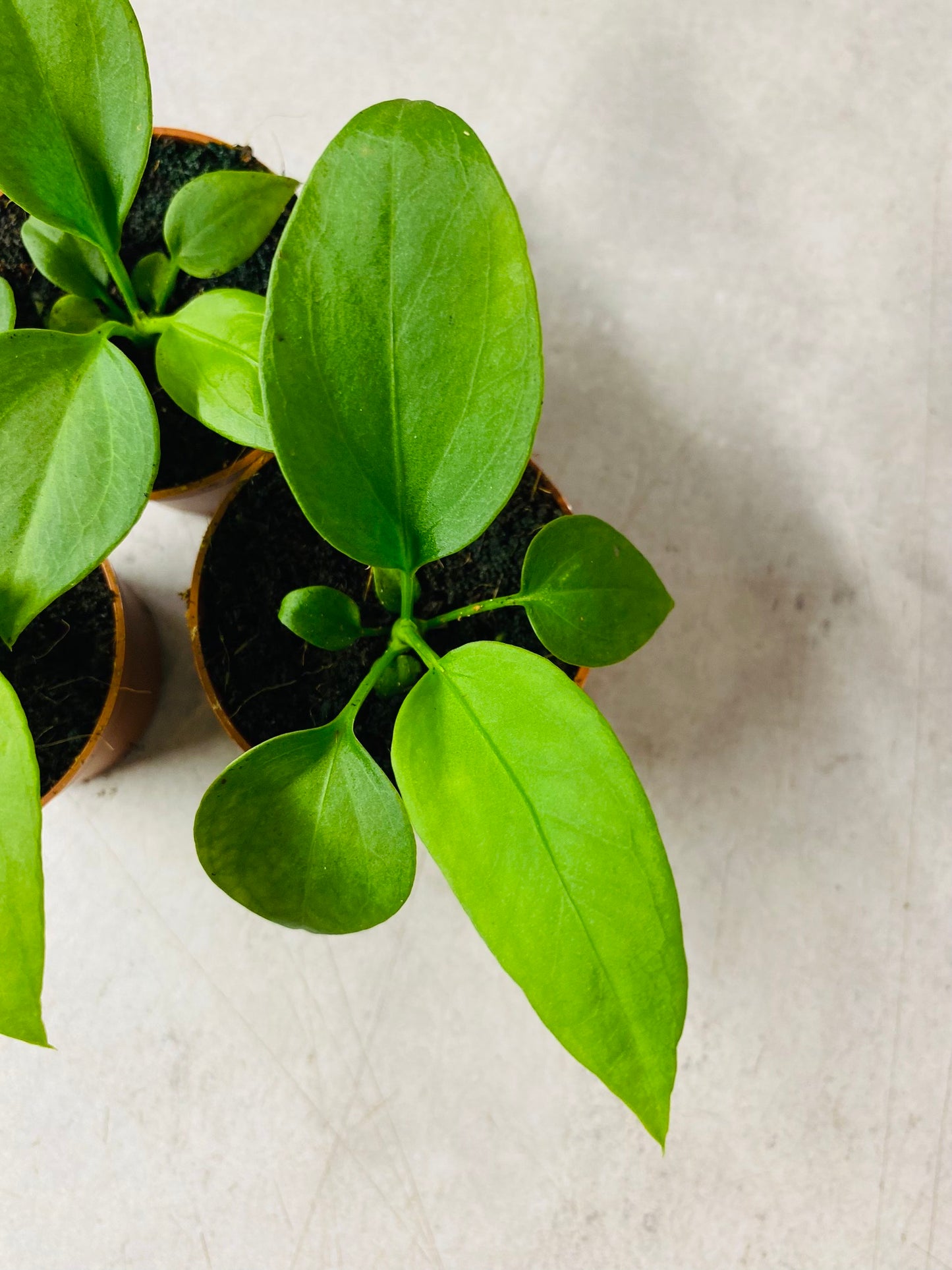 Anthurium Vittarifolium - 5 cm potte