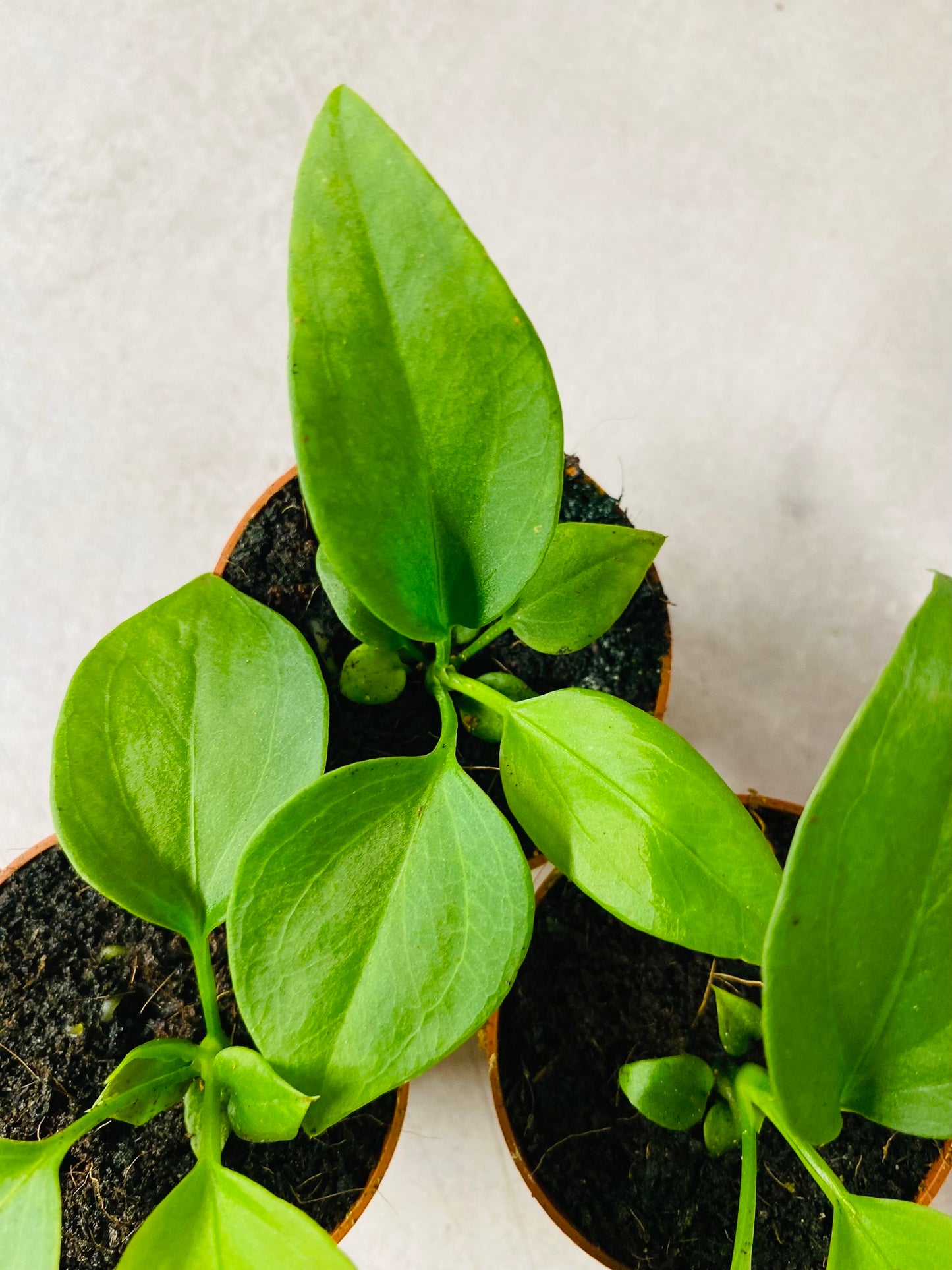 Anthurium Vittarifolium - 5 cm potte