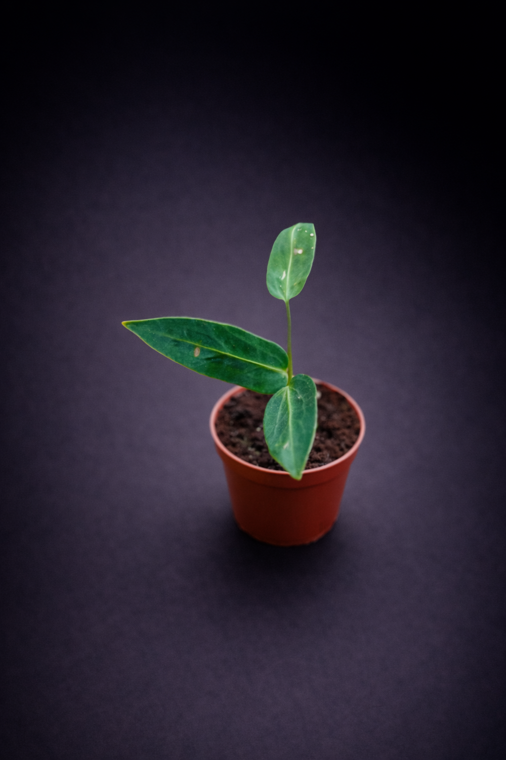 Anthurium Warocqueanum - 5 cm potte