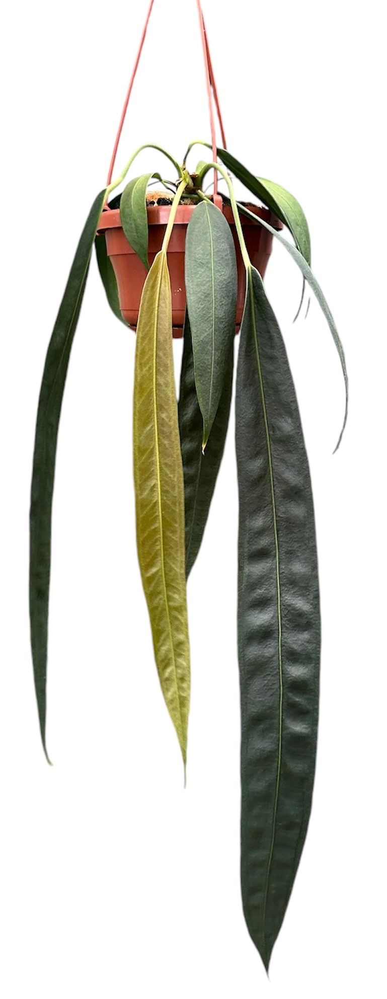 Anthurium Wendlingeri - 14 cm potte