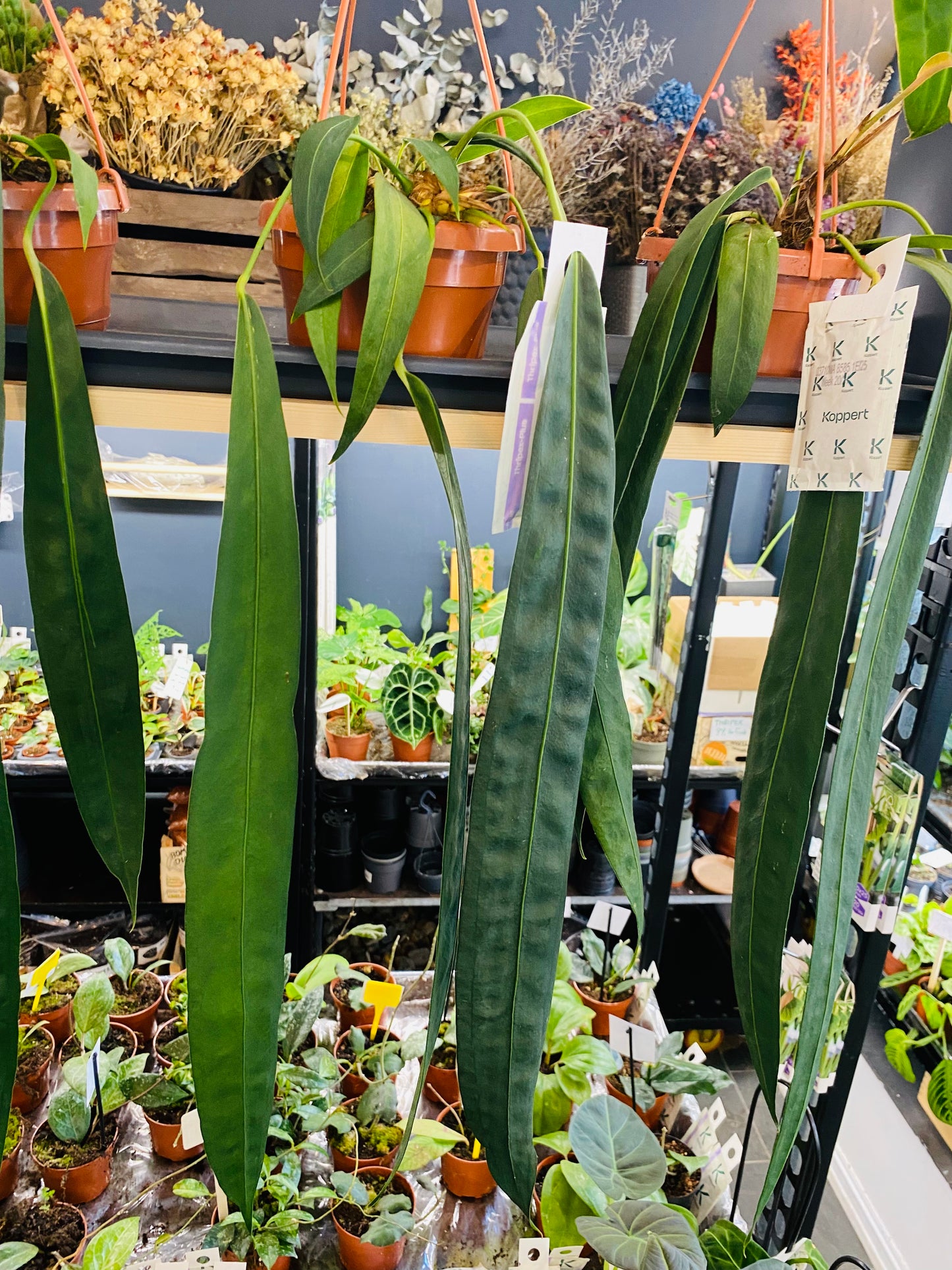 Anthurium Wendlingerii