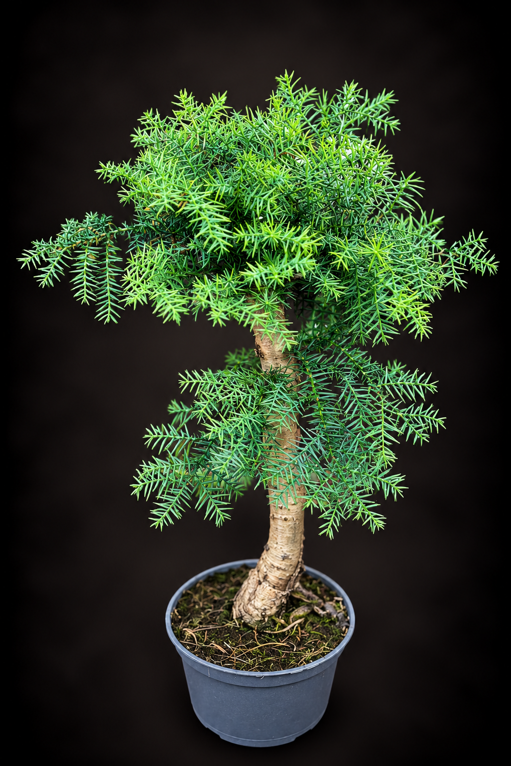 Araucaria Cunninghamii Bonsai