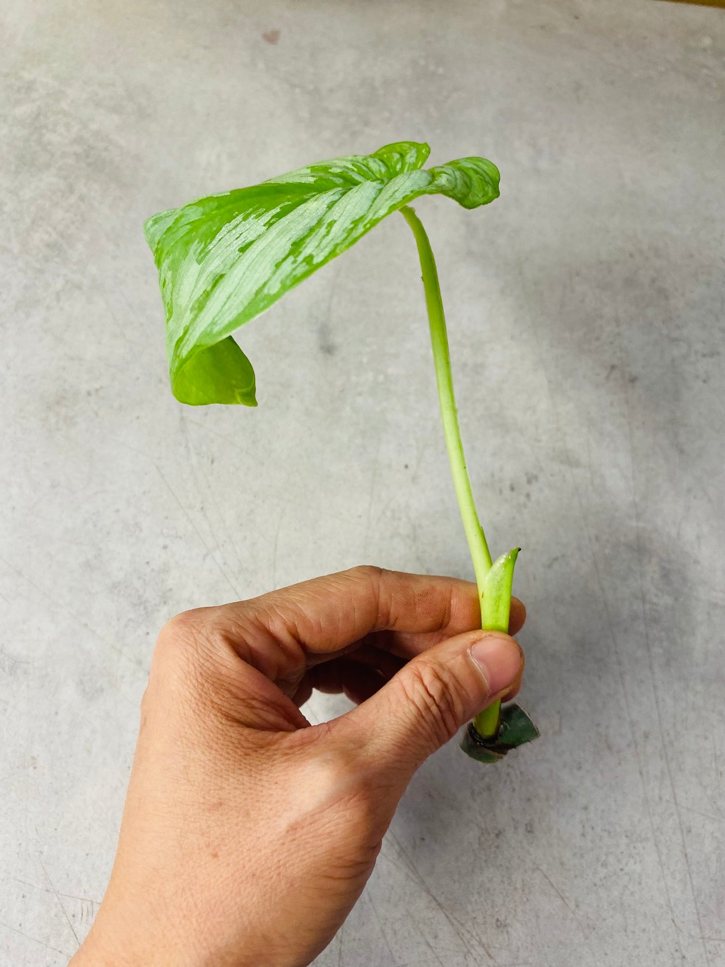 Philodendron Mamei - Stikling
