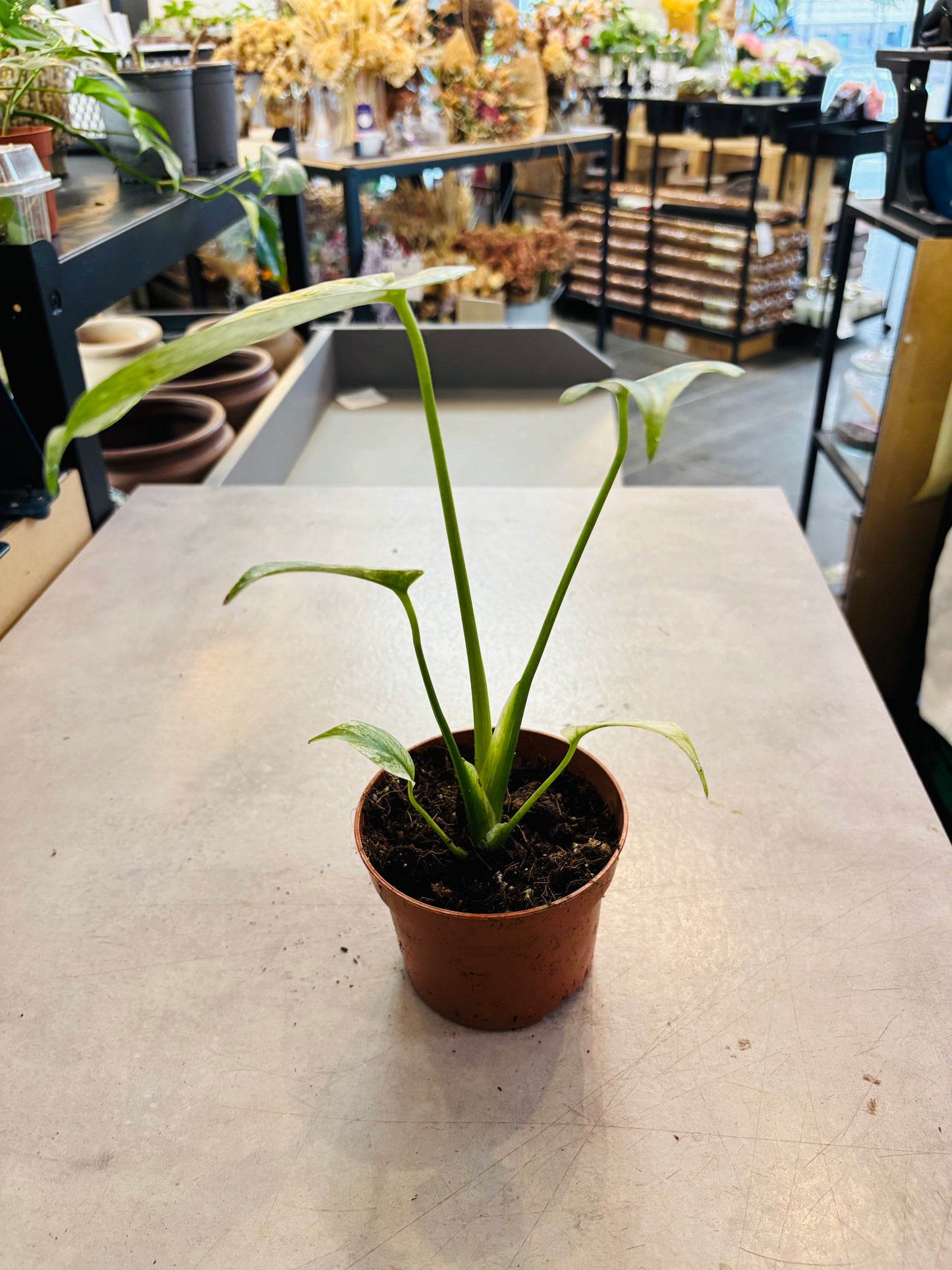 Monstera Mint - 4
