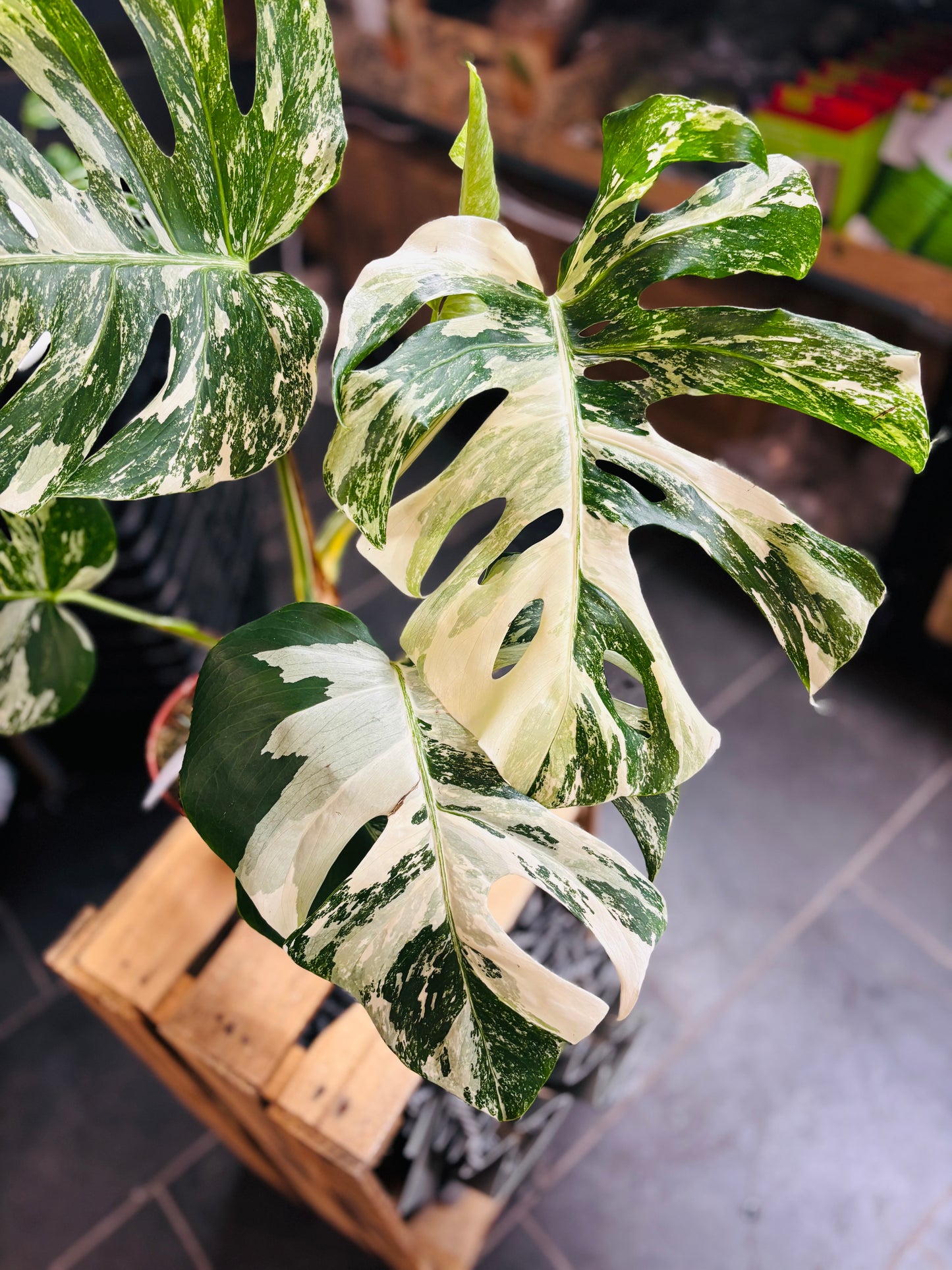 Monstera Variegata - Mye - 3