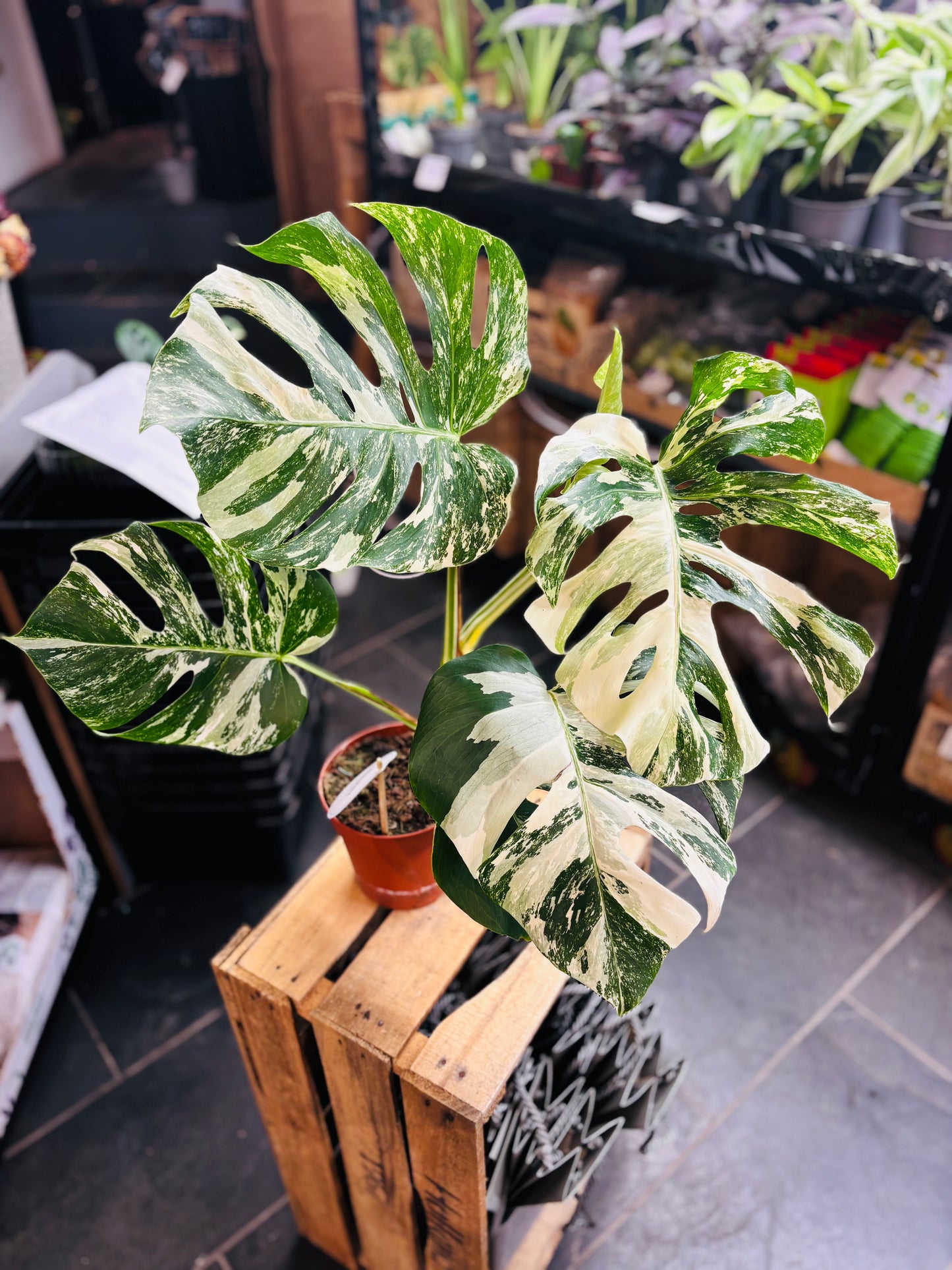 Monstera Variegata - Mye - 3
