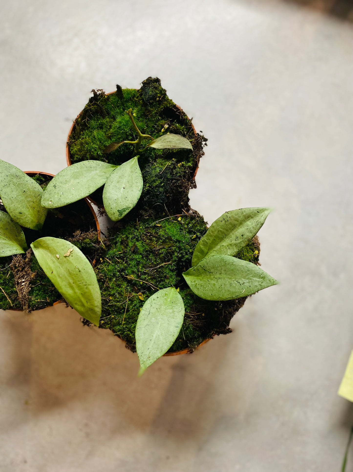 Hoya New Guinea Ghost