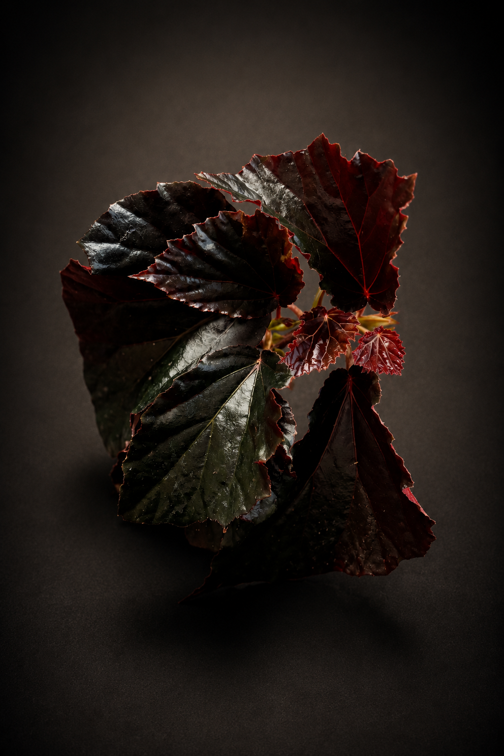 Begonia Black Bat
