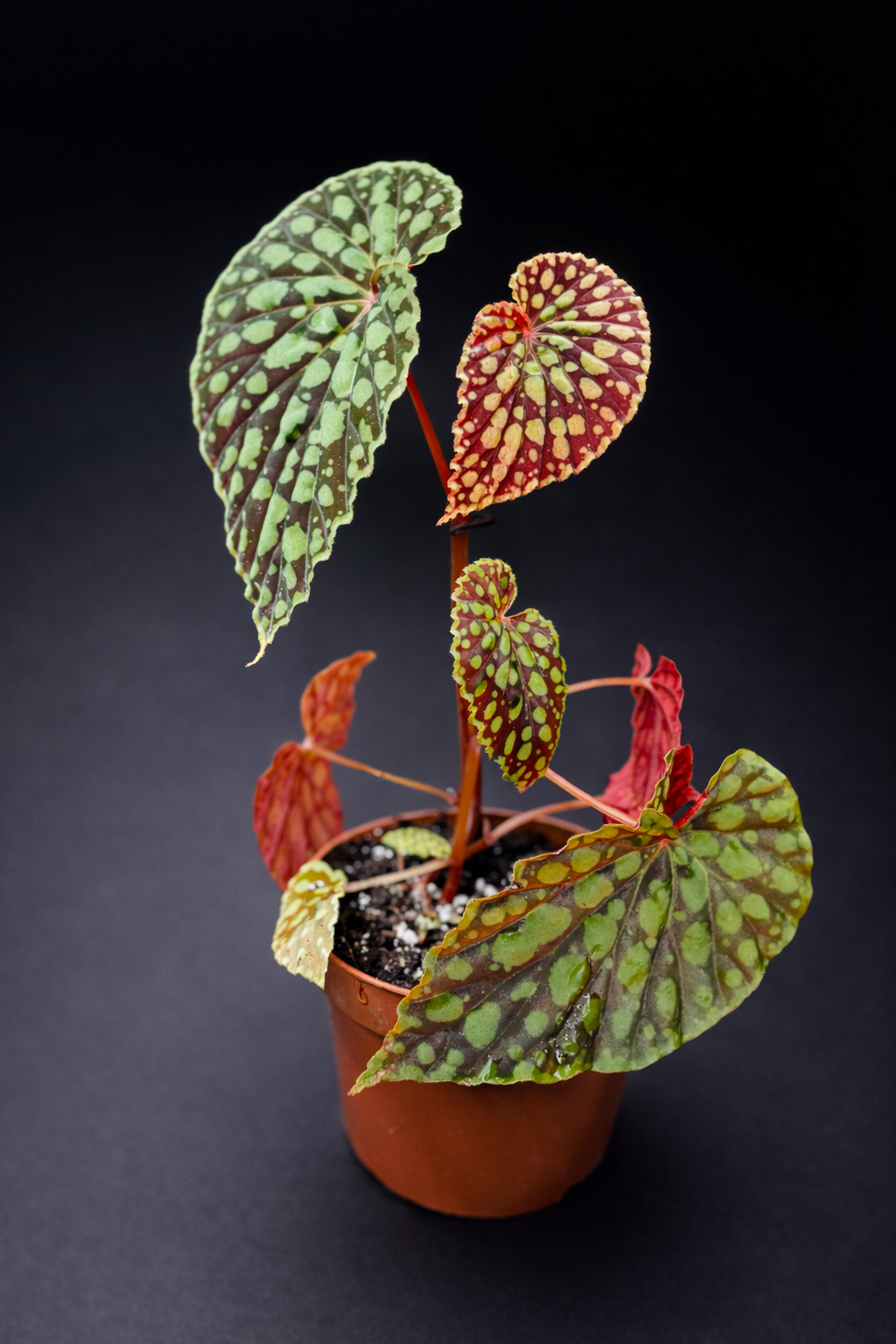 Begonia Chlorosticta