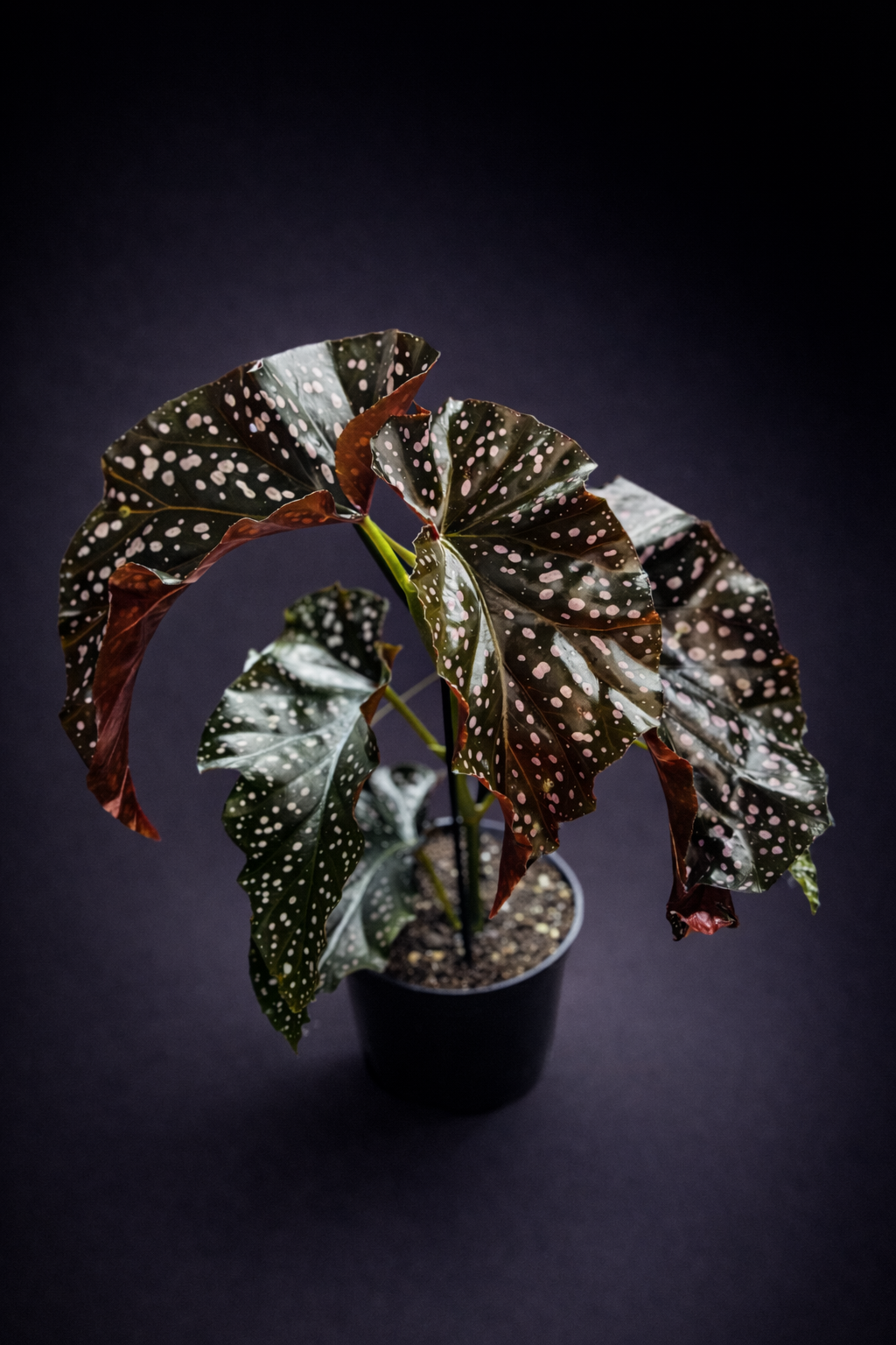 Begonia Cracklin Rosie