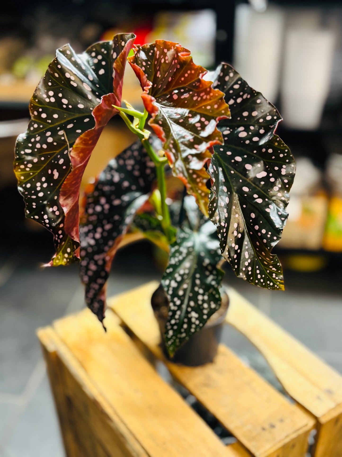 Begonia Cracklin Rosie