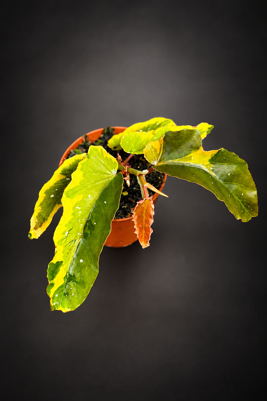Begonia Dainty Spray Variegata