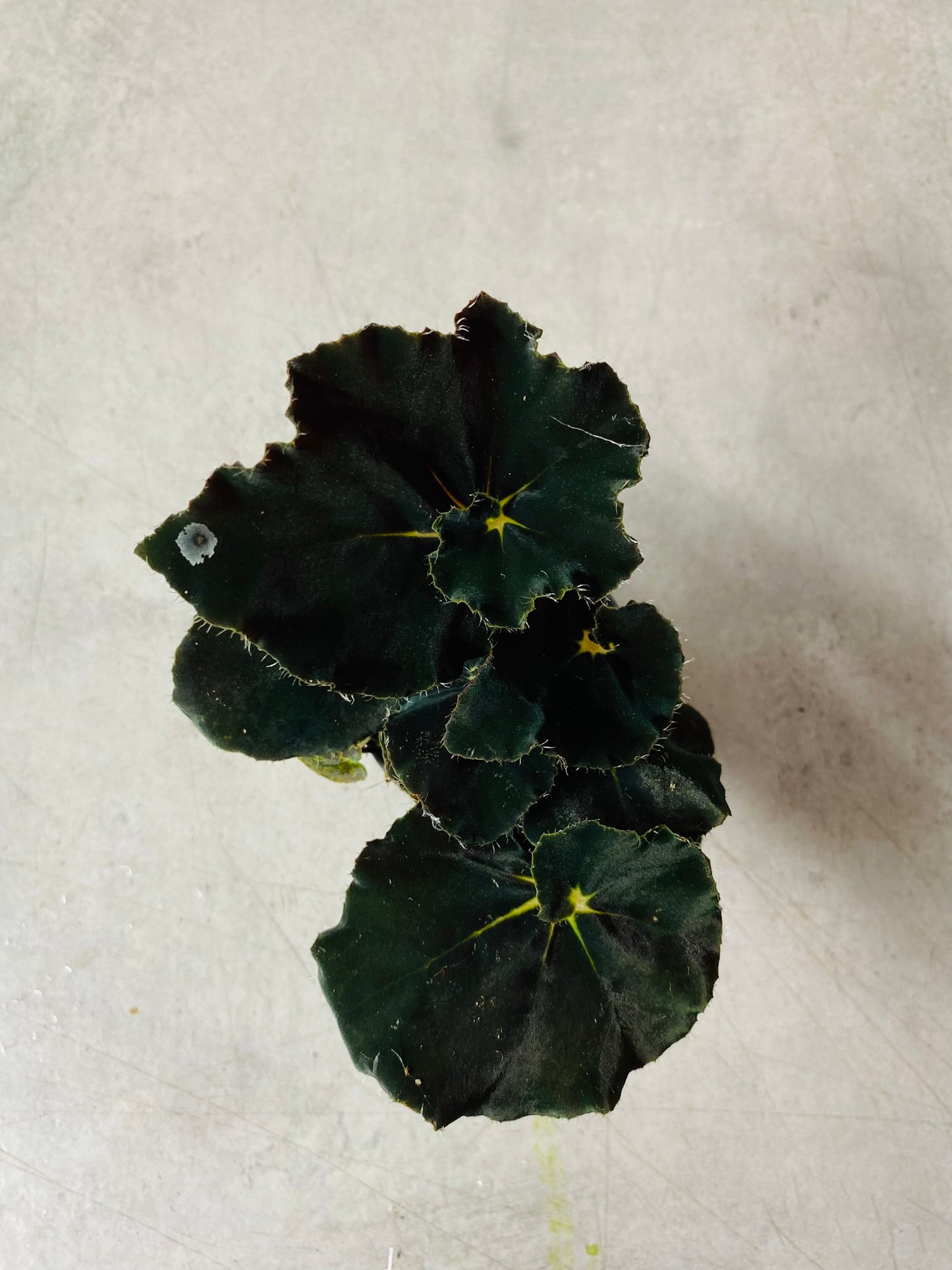 Begonia Dark Mambo - 5 cm potte
