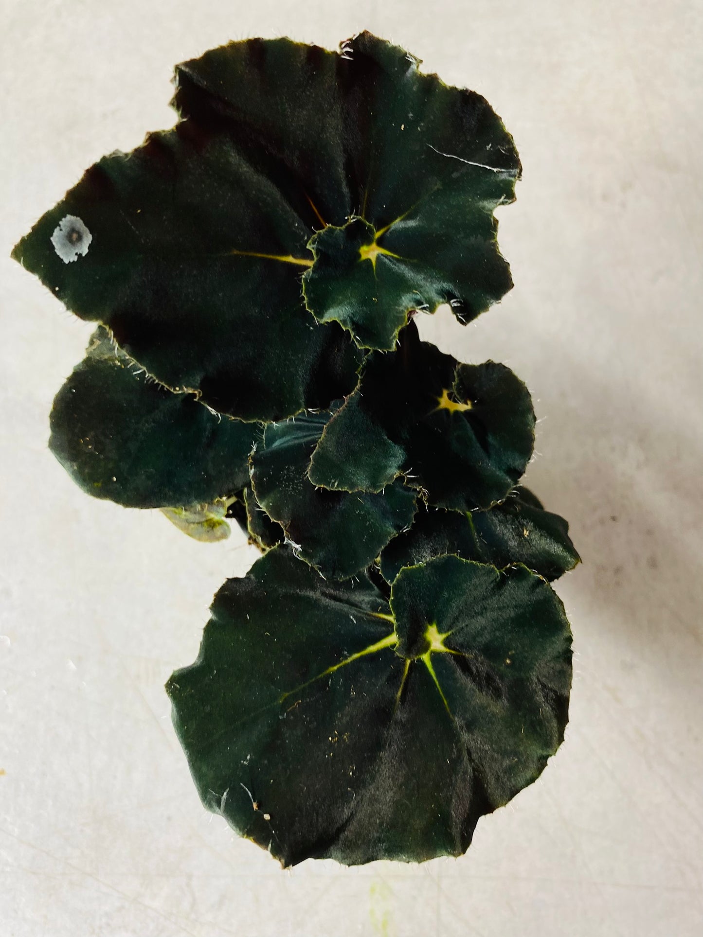 Begonia Dark Mambo - 5 cm potte