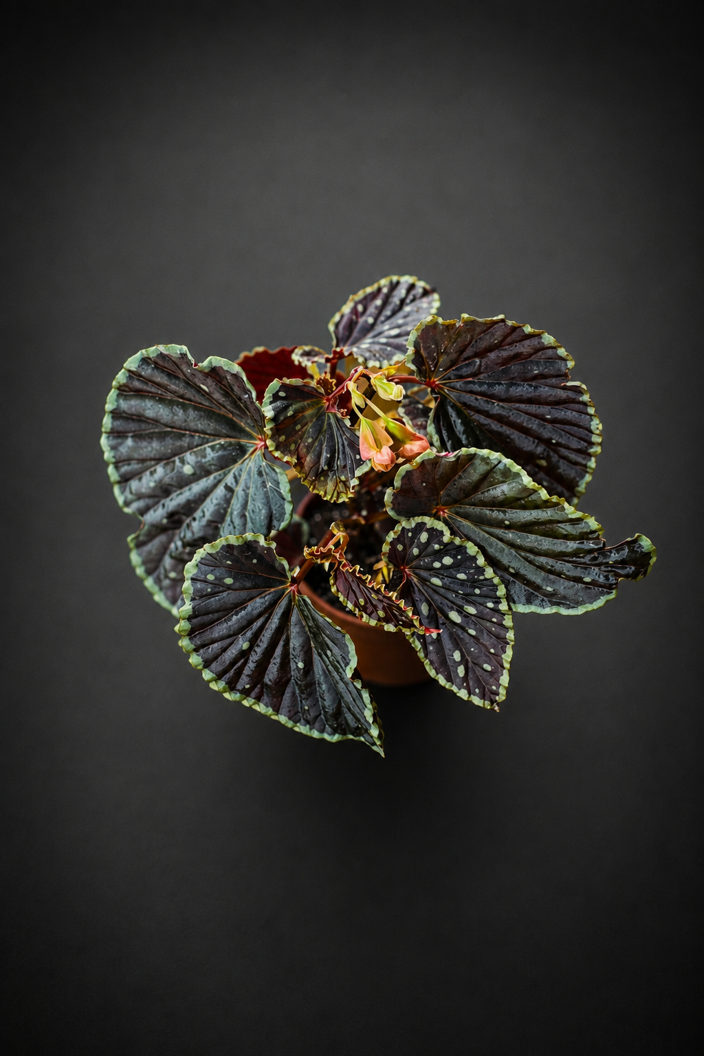Begonia Darthvaderiana