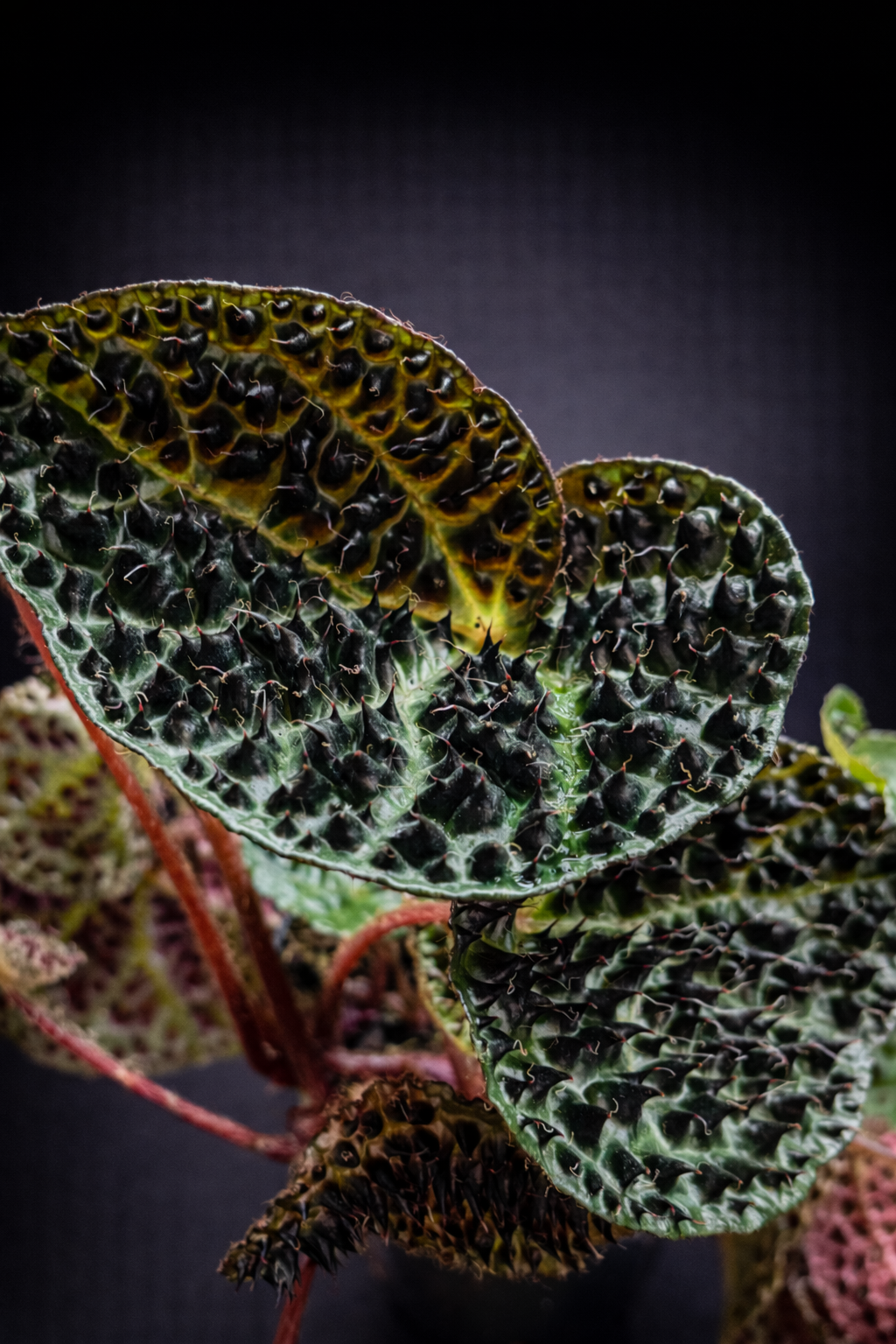 Begonia Ferox