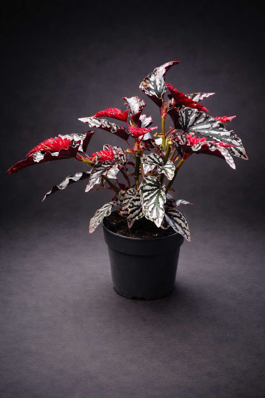 Begonia Maculata Spotlight Dark