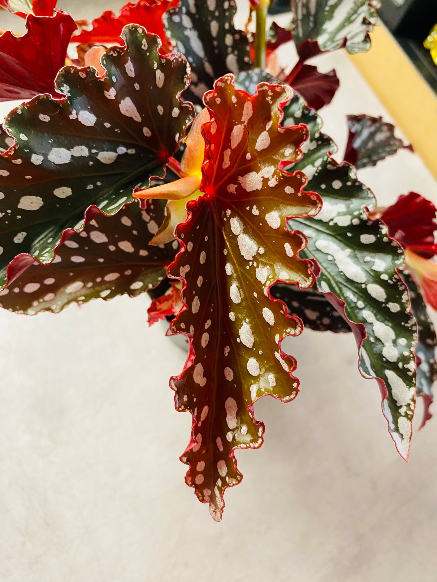 Begonia Maculata Spotlight Dark
