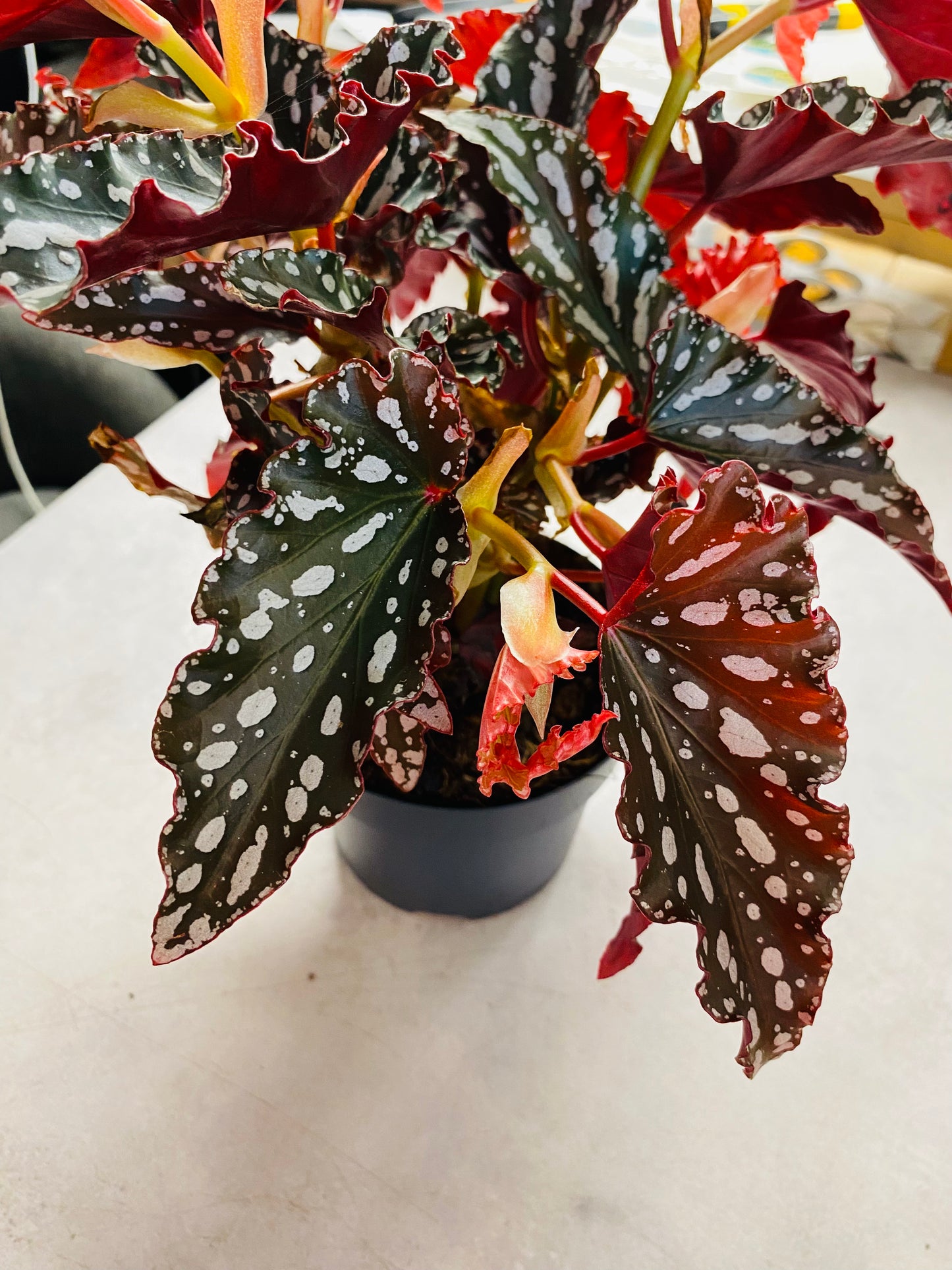 Begonia Maculata Spotlight Dark
