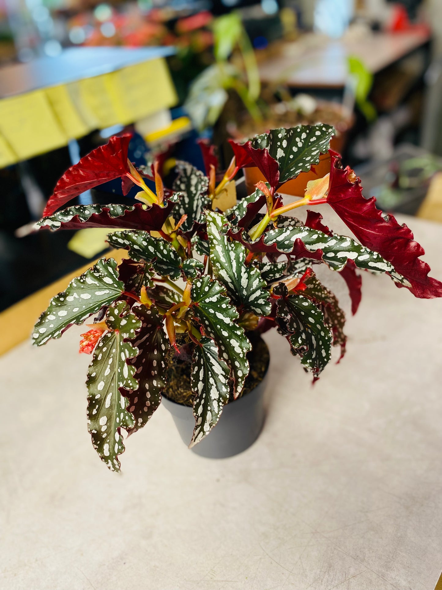 Begonia Maculata Spotlight Dark