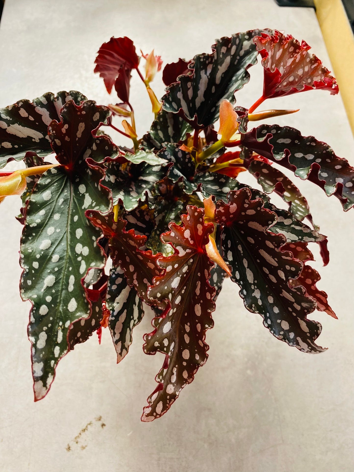 Begonia Maculata Spotlight Dark