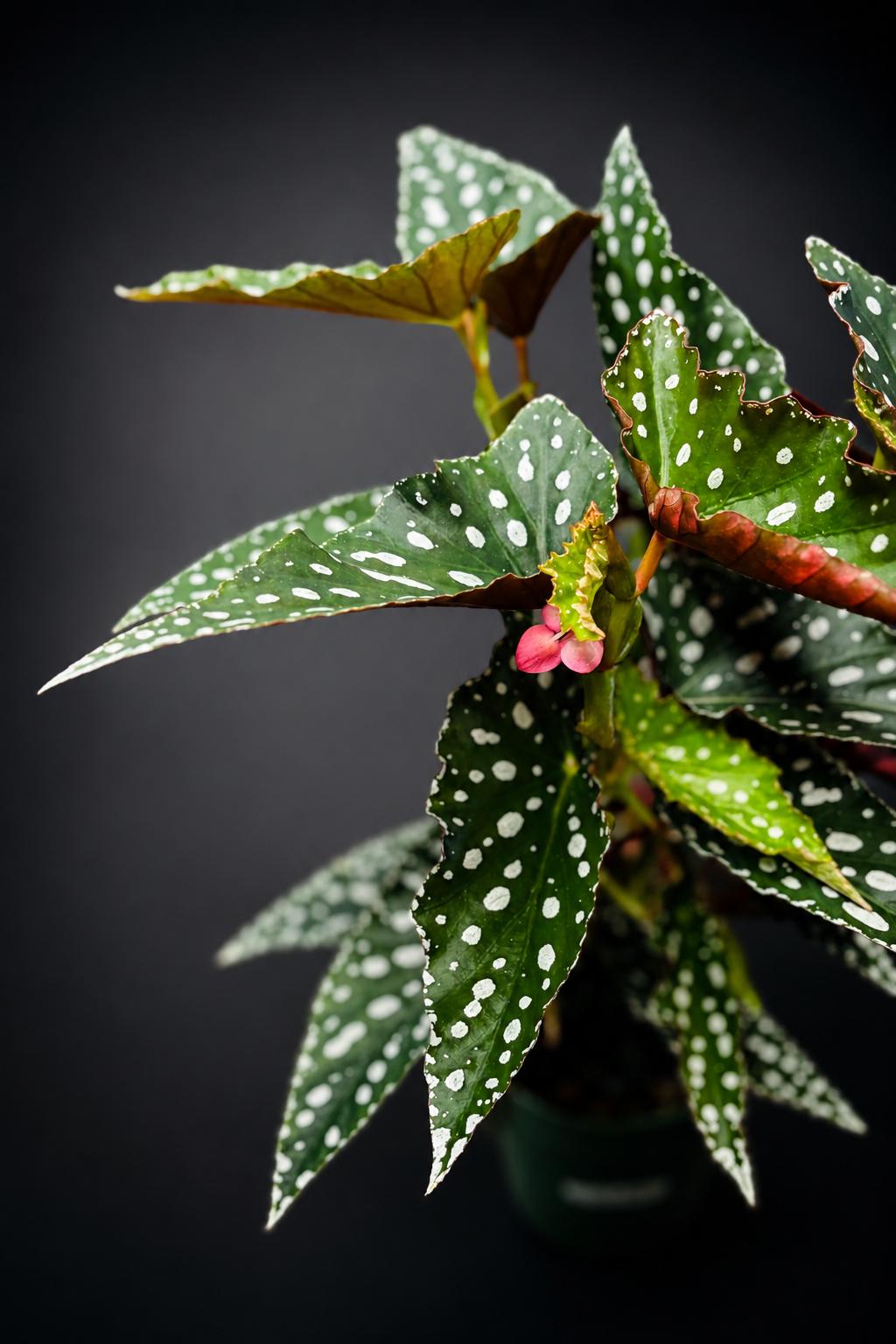 Begonia Maculata Spotlight Green