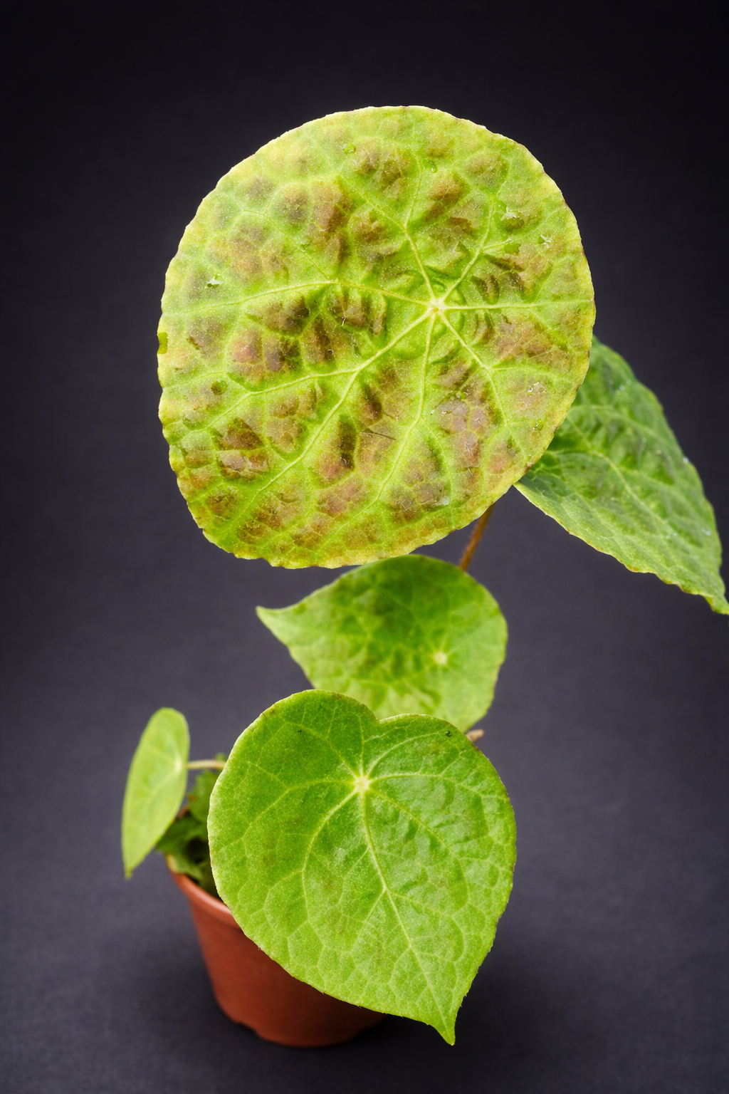 Begonia Phutoensis