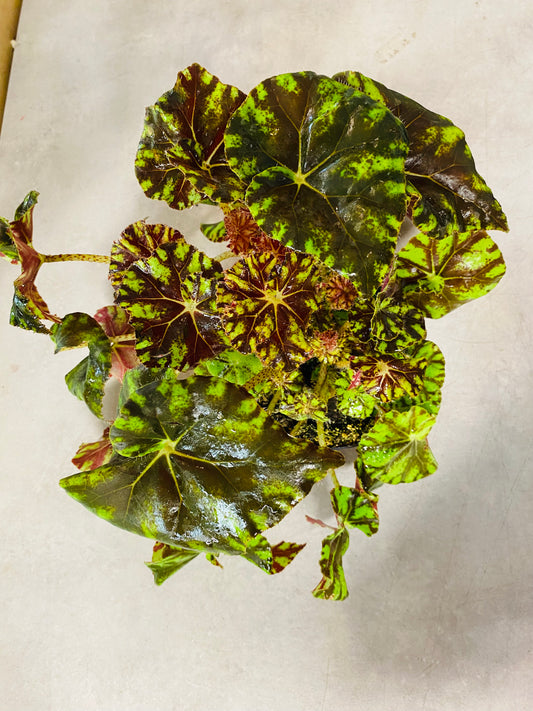 Begonia Spirit of Mauritius