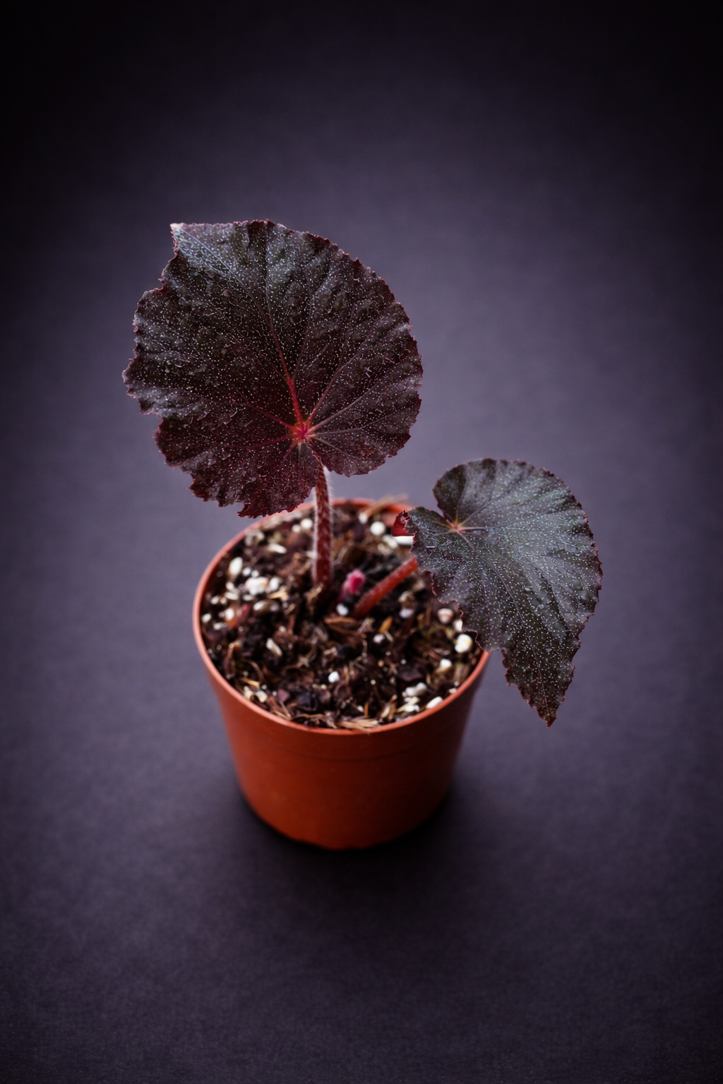 Begonia Taconite