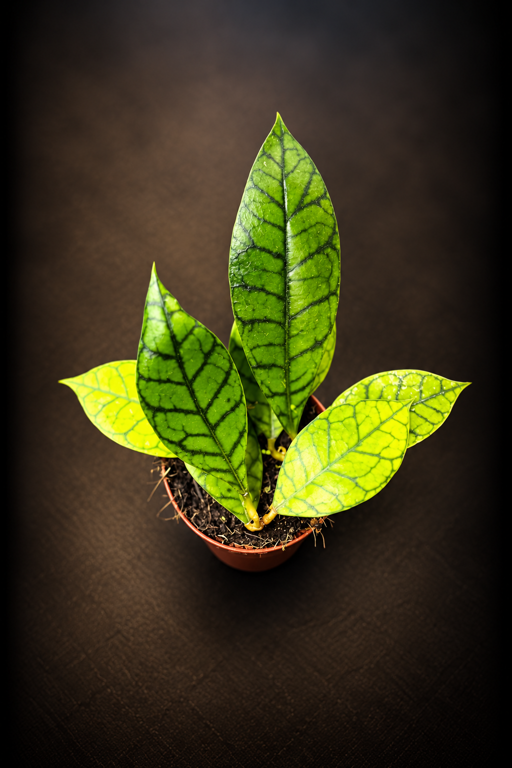 Hoya Callistophylla Kal 16