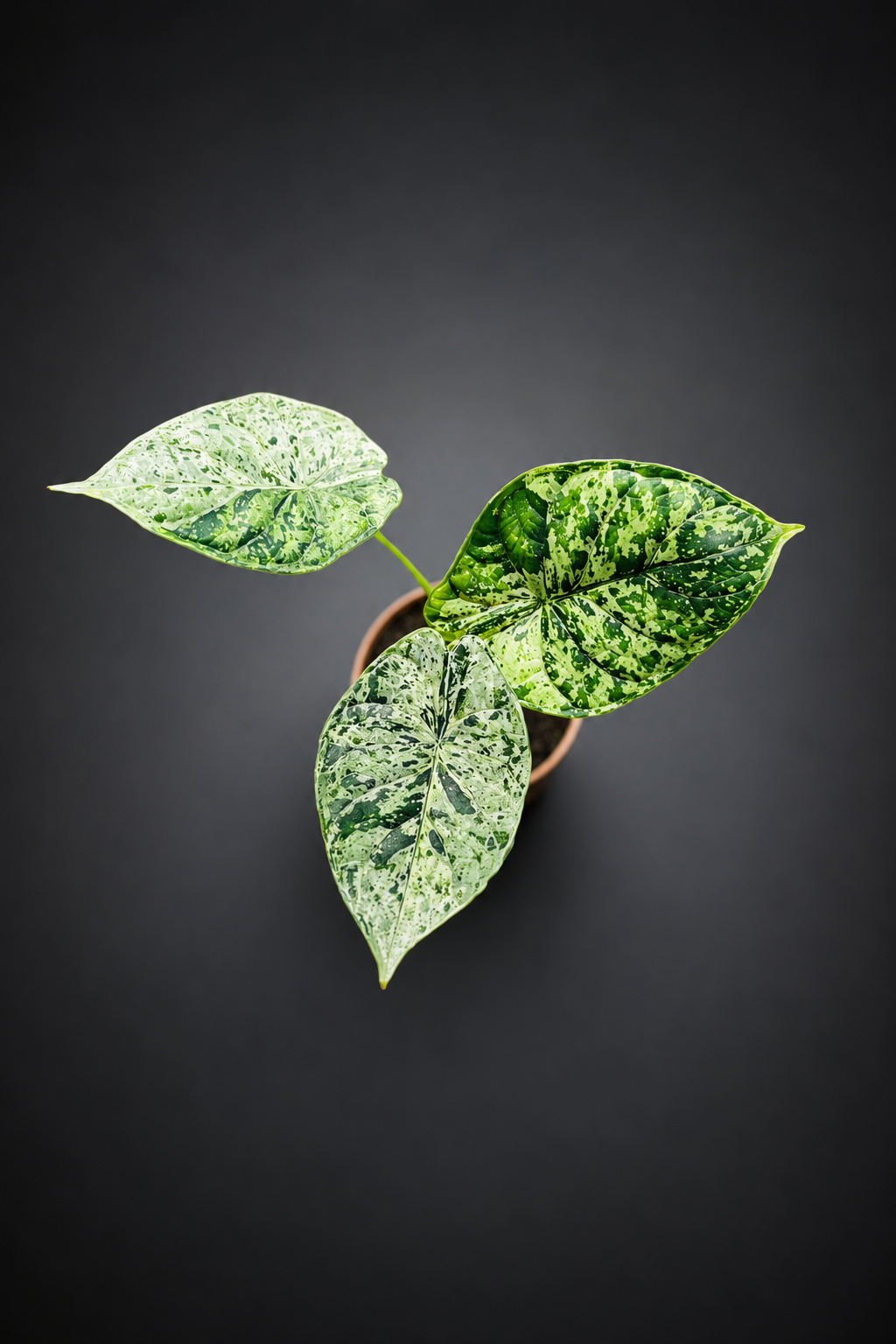 Alocasia Dragon Scale Mint