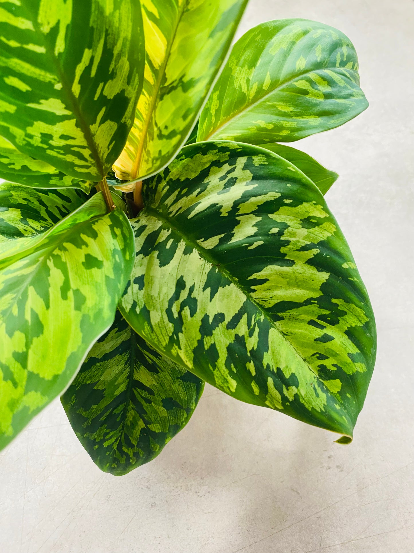 Homalomena Camouflage