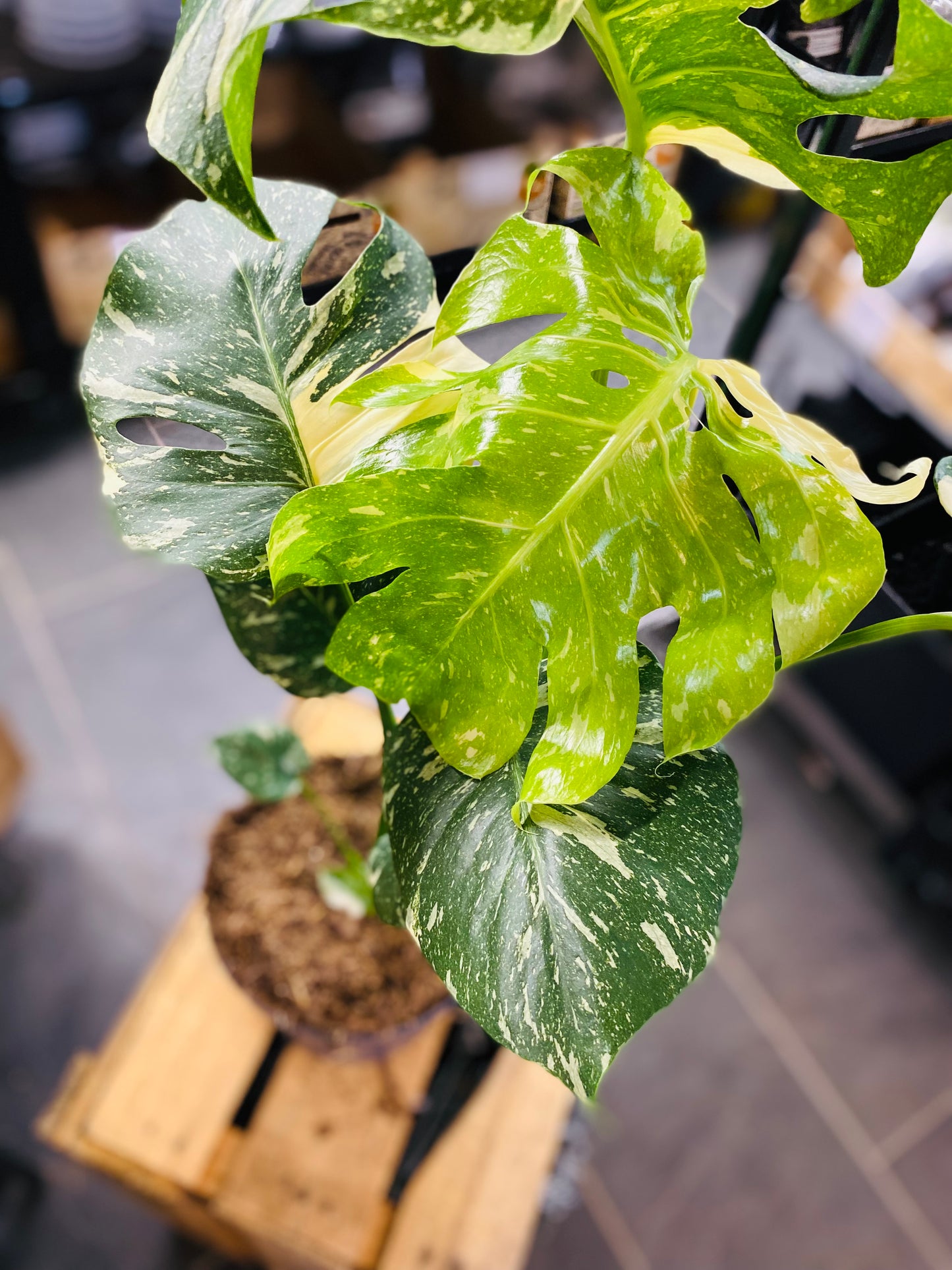 Monstera Thai Constellation - 50 cm høy - 1