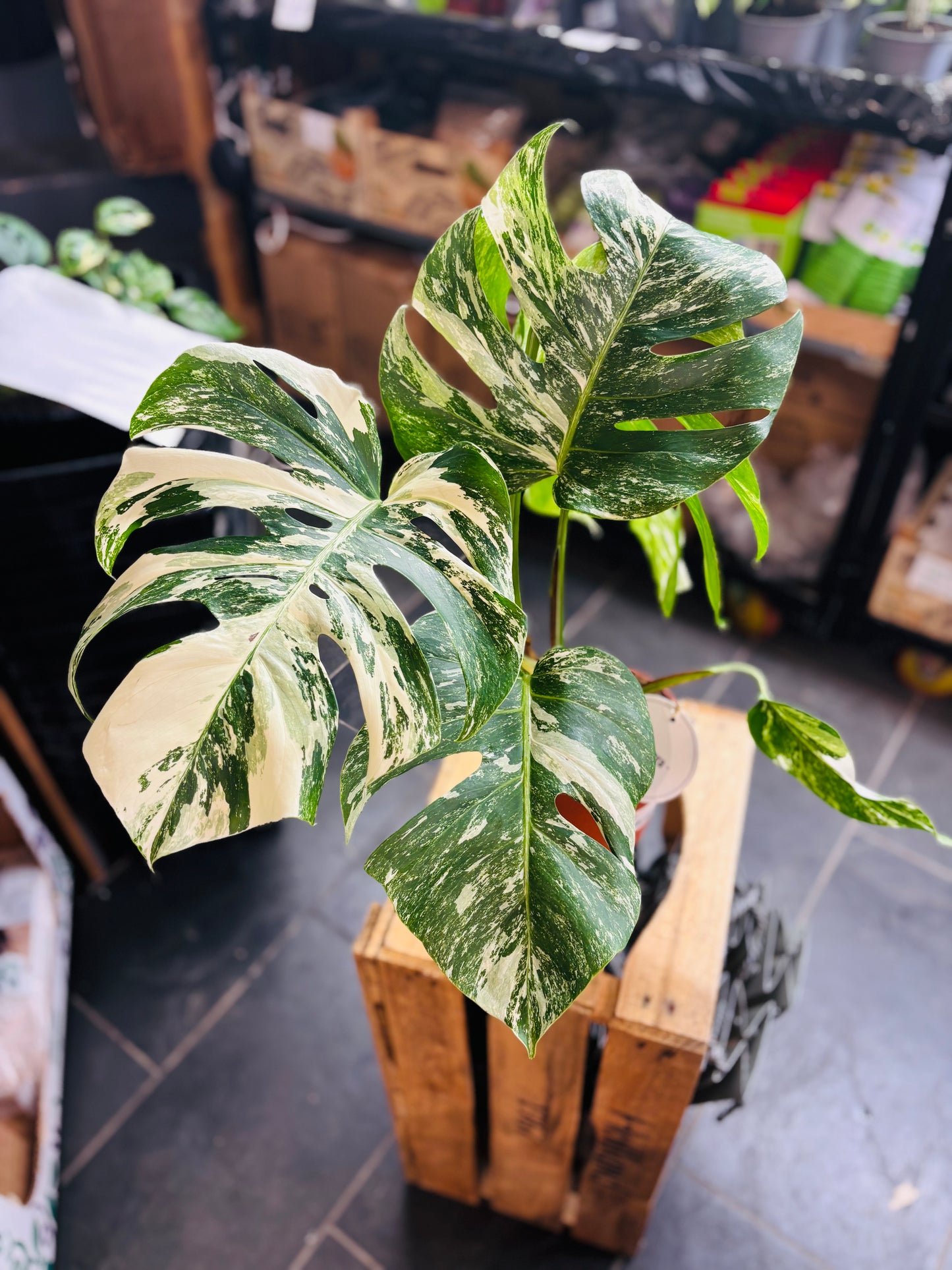 Monstera Variegata - Mye - 4
