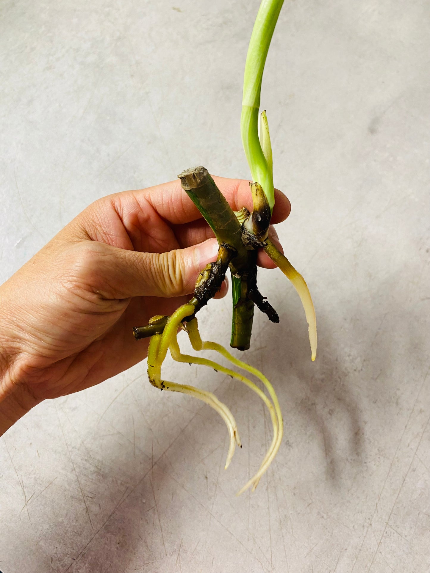Monstera Variegata - Side Stikling