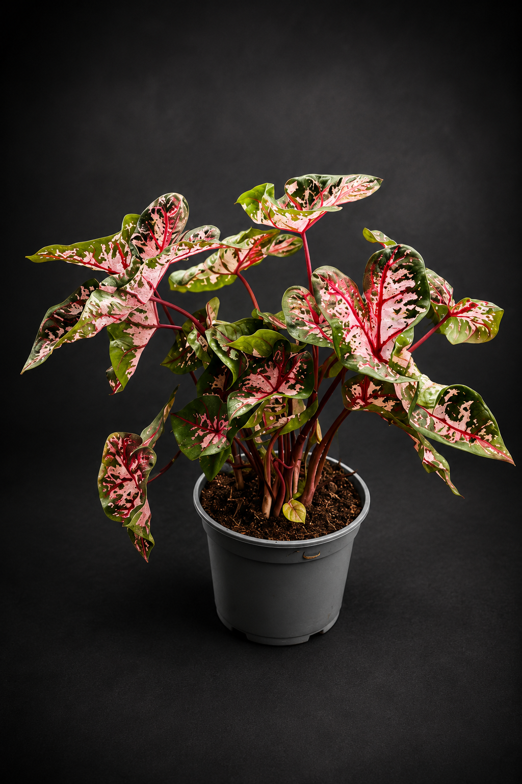 Caladium Carolyn Whorton