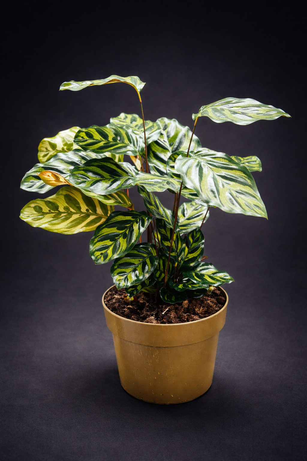 Calathea Makoyana